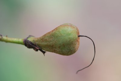 Aesculus parviflora - jírovec drobnokvětý - zrající plod
